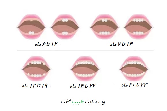 عکس مراحل دندان دراوردن نوزاد 
