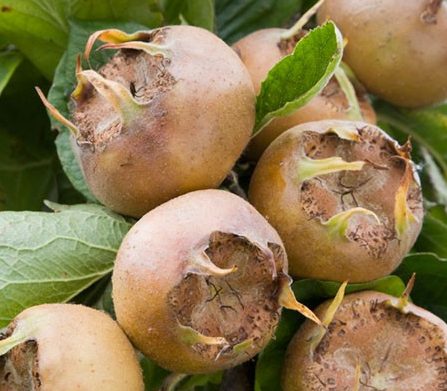 طبع ازگیل و مصلح آن در طب سنتی